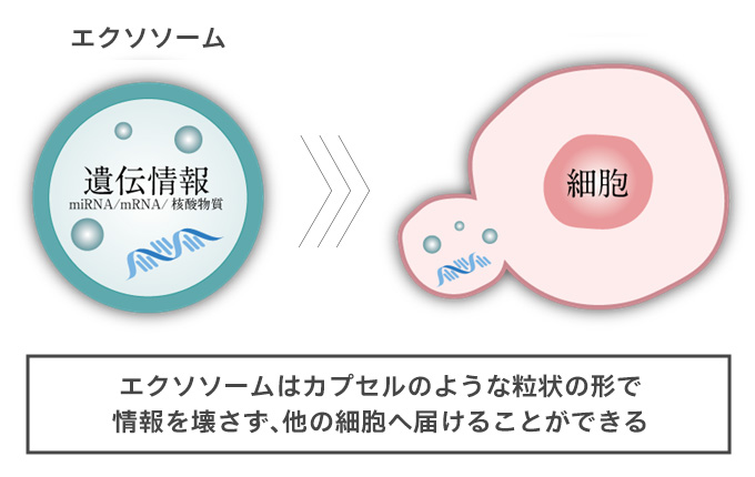 エクソソームはカプセルのような粒状の形で情報を壊さず、他の細胞へ届けることが出来る
